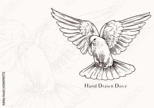 Romantic Hand Drawn Dove Bird Wedding and Love Illustration