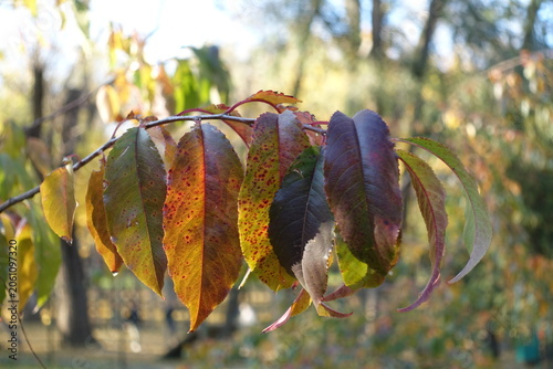 Tableau sur toile Colorful autumnal foliage of black cherry tree in October