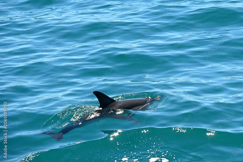 Fototapeta premium Des dauphins nagent dans la mer Méditerranée