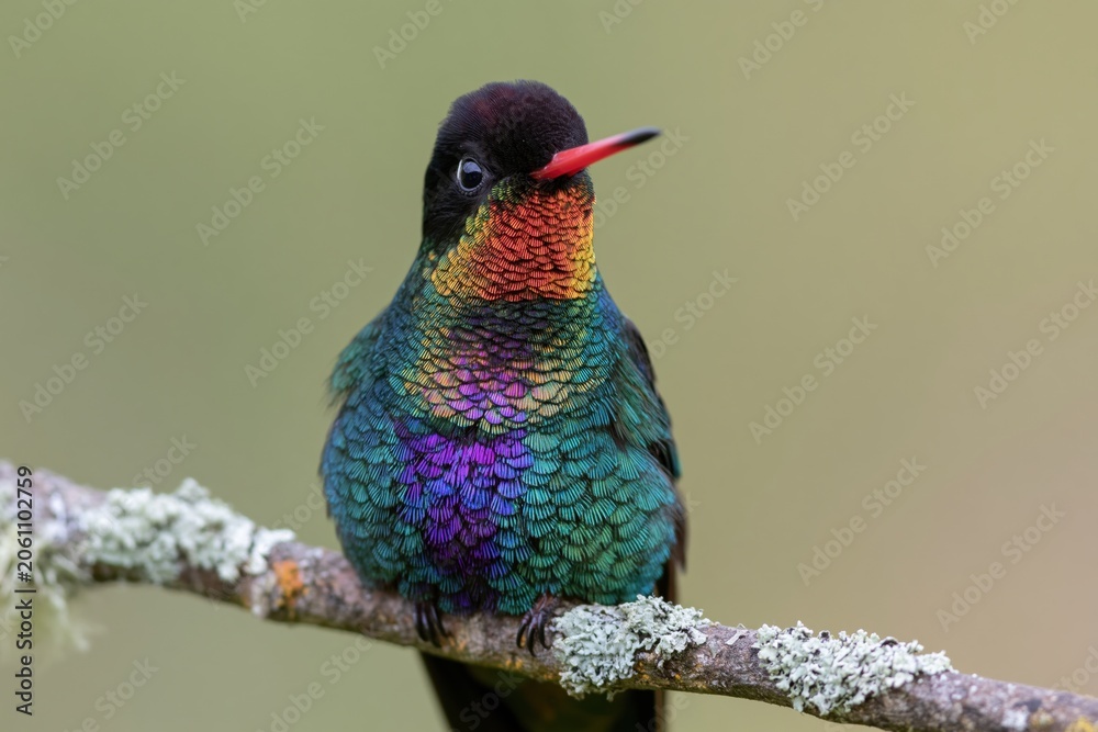 Fototapeta premium The Rainbow Hummingbird on a Mossy Branch with Iridescent Feathers