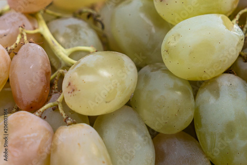 Obraz na plátne Close up of fresh organic green grapes bunch sweet ripe white grape berries autumn harvest healthy vegan food background macro shot