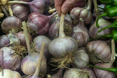 Fotografi Fresh raw garlic bulbs with purple stripes at local organic market, top view background of homegrown garlic harvest full frame, healthy cooking ingredient and spicy seasoning close up