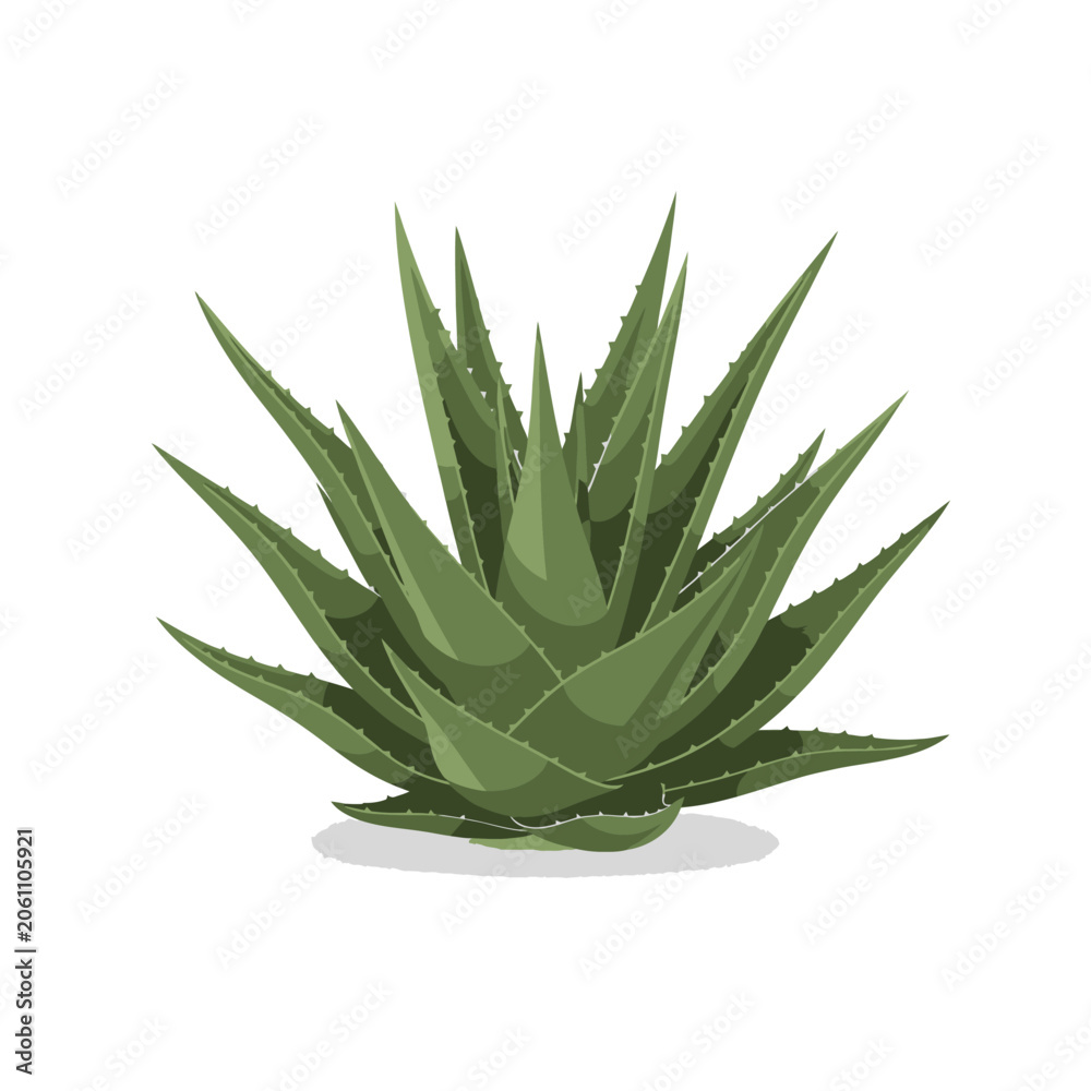 Fototapeta premium Vibrant Green Aloe Vera Plant with Succulent Leaves.