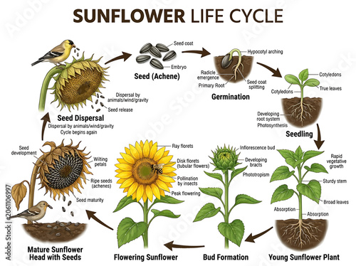 Sunflower life cycle infographic
