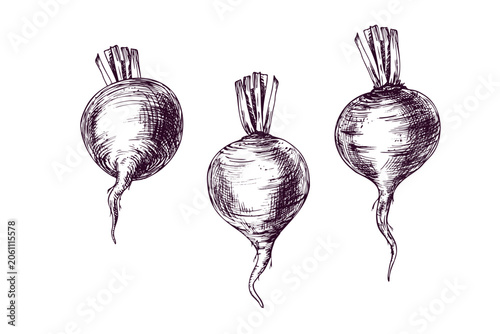 Foto Beetroot hand drawn illustration in vintage engraving style