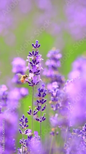 vertical video of  bee on lavender flowers, slow-motion
