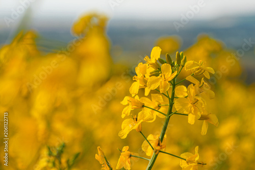 Obraz na plátně Fleur de colza en gros plan dans un champ printanier ensoleillé