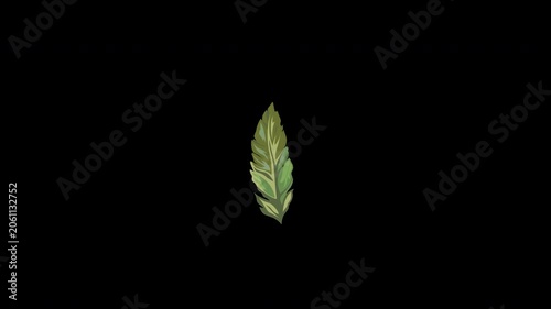 Floral elegant green of a delicate leaf showing organic botanical movement Animation