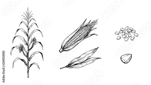 Black and white botanical illustration of corn plant with seeds and husks Vector