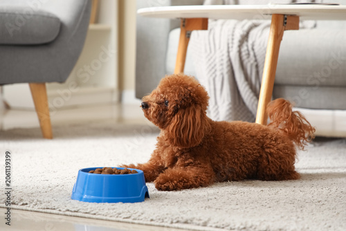Cute Toy Poodle dog with bo...