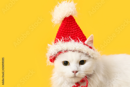 Cute white cat in funny San...