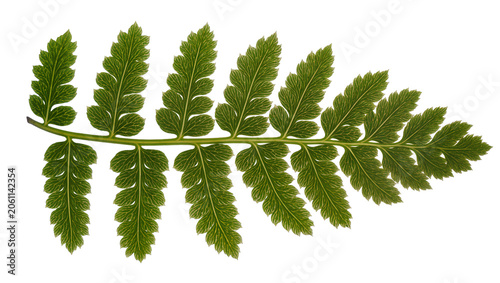 Obraz na plátne Green fern frond with detailed leaf structure