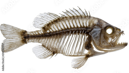 Bild auf Leinwand Fish skeleton with sharp teeth and fins