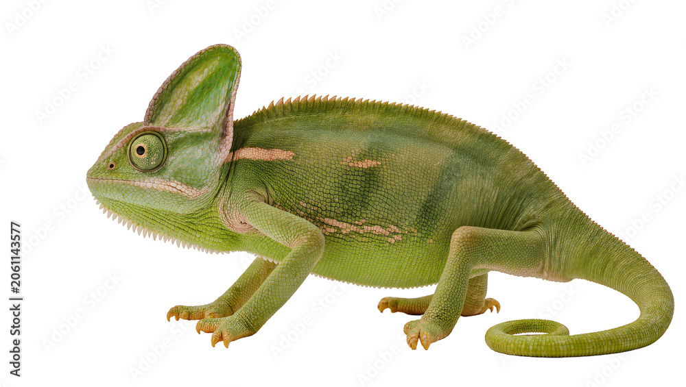 Fototapeta premium Green veiled chameleon with crest on head