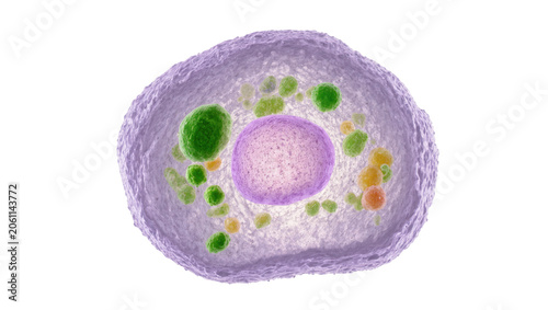 Fotografía Detailed 3D rendering of a eukaryotic cell with nucleus and organelles, isolated
