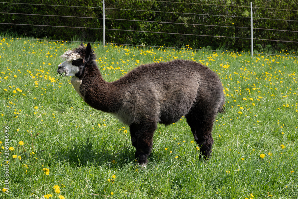 Obraz premium alpaka tier natur lama