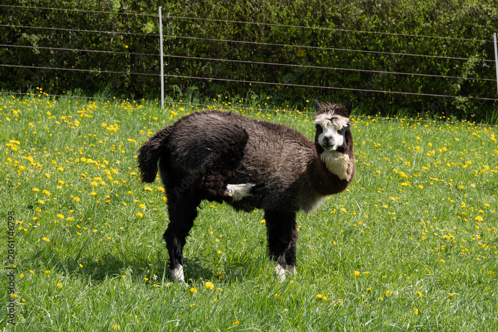 Obraz premium alpaka tier natur lama