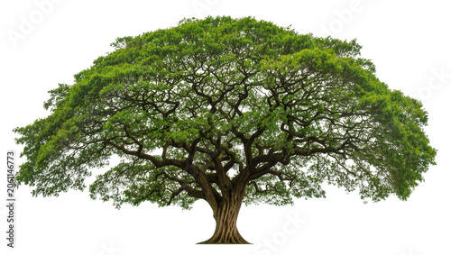 Large green tree with spreading branches and dense foliage