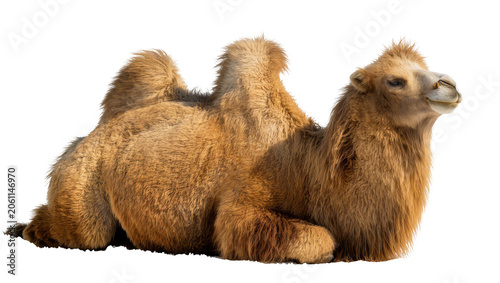 Obraz na plátně Dromedary camel resting on white, side profile