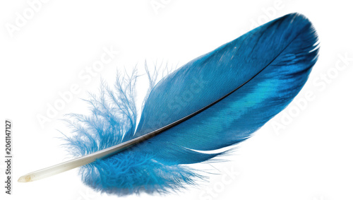 Quadro su tela Single vibrant blue feather with delicate barbs, isolated on transparent backgro