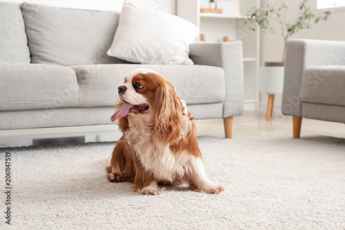 Adorable cavalier King Char...