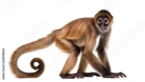 Fotografie Brown spider monkey with long tail on white