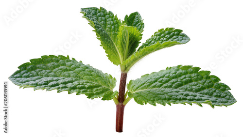 Tableau sur toile Fresh green mint sprig with serrated leaves