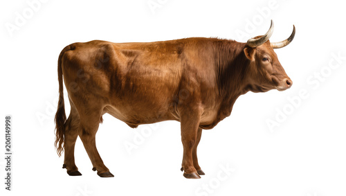Brown Texas Longhorn bull with large horns standing profile view