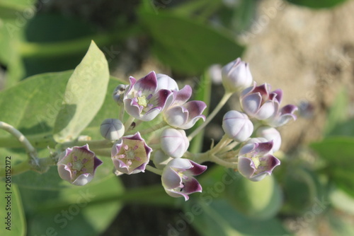 Calotropis procera, Giant Milkweed or Apple of Sodom close up