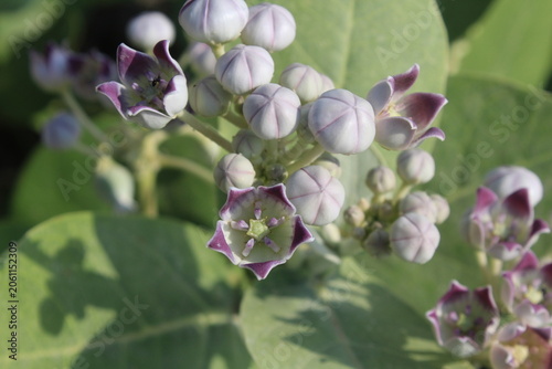 Obraz na plátně Calotropis procera, Giant Milkweed or Apple of Sodom close up