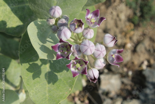 Fotografie Calotropis procera, Giant Milkweed or Apple of Sodom close up