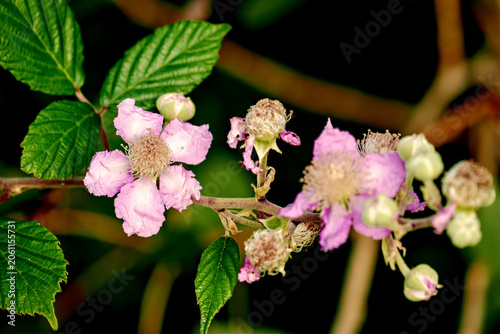Blackberry blossoms on branch