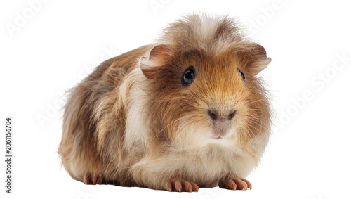 Photography Fluffy brown and white guinea pig rodent