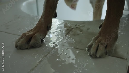 A woman washes large obedient dog in the bathtub