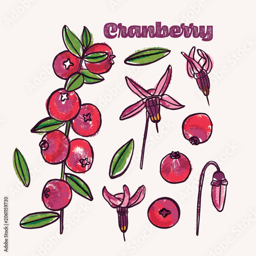 Cranberry colorful hand drawn crayon doodle Illustration Set; fruit, flowers and leaves