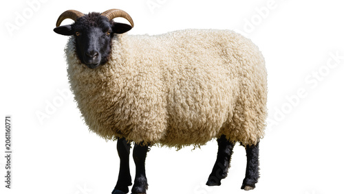 Foto Black-faced sheep with thick wool and curved horns