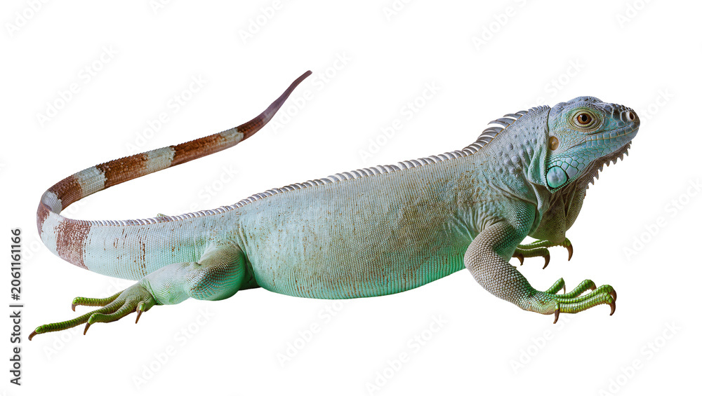 Fototapeta premium Green iguana reptile with patterned tail and sharp claws