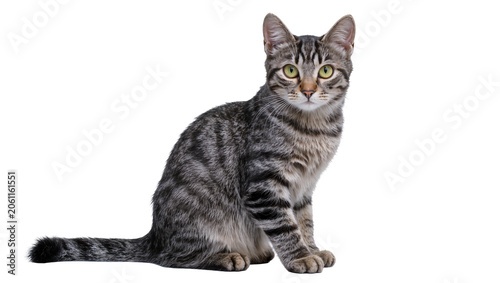 Photos Tabby cat with yellow eyes sitting attentively, isolated on transparent backgrou