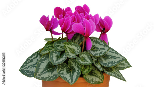 Foto Pink cyclamen flowers with patterned green leaves in terracotta pot