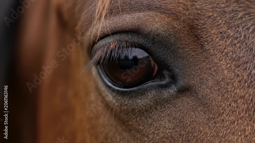 Macro close-up of horse eyes, close-up of brown horse eyes