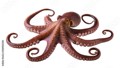Photos Brown octopus with eight tentacles and suckers