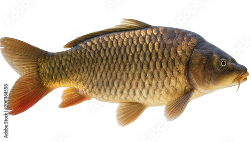 фотографія Common carp fish with scales and fins, side view