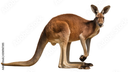 Fotografía Red kangaroo standing on hind legs, facing forward