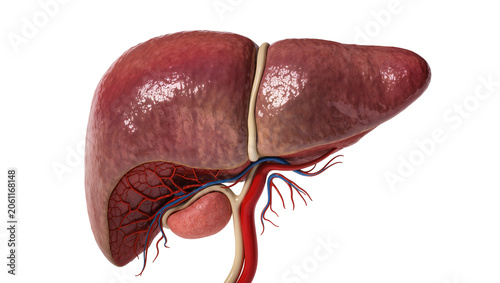 Photos Human Liver Anatomy with Gallbladder and Blood Vessels