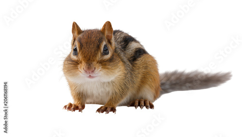Fotografie Chipmunk with striped fur and bushy tail sitting