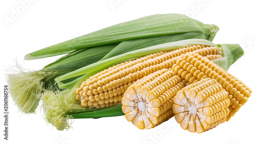 Photos Fresh Corn on the Cob with Green Husks