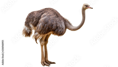 Fotografie Ostrich bird with long neck and legs, brown feathers