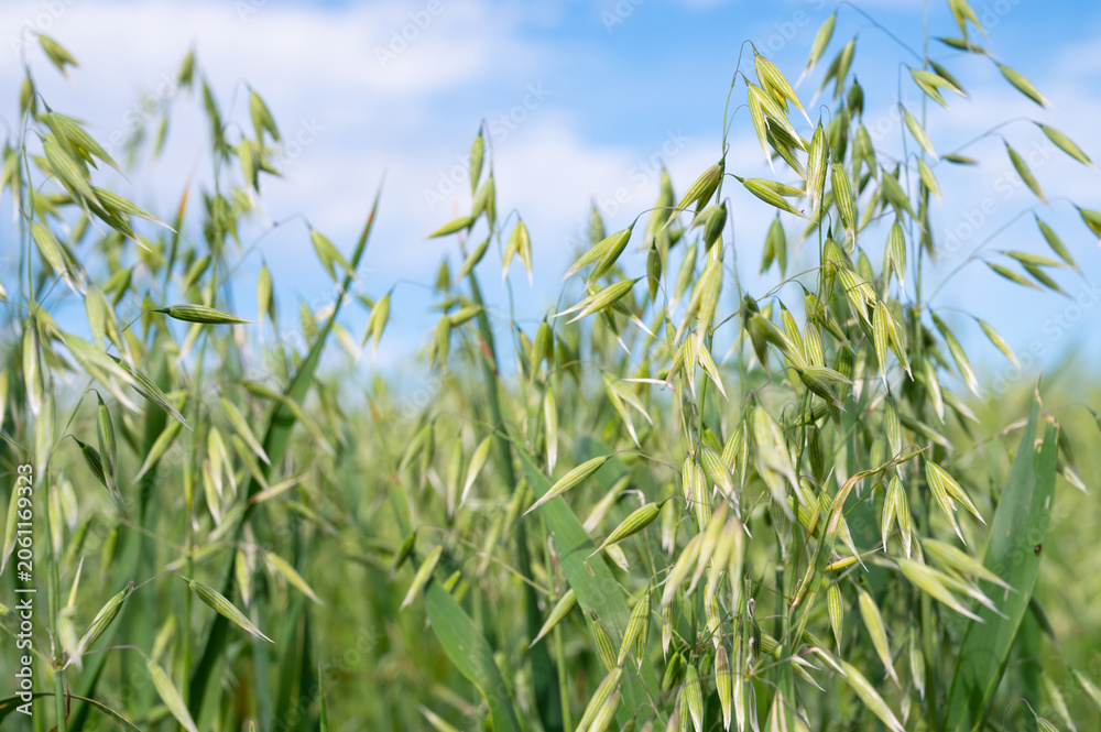Naklejka premium Common oat, Avena sativa growing on agriculture field, cultivated grain, panicles bear spikelets, harvest in summer, farmland on countryside, food industry