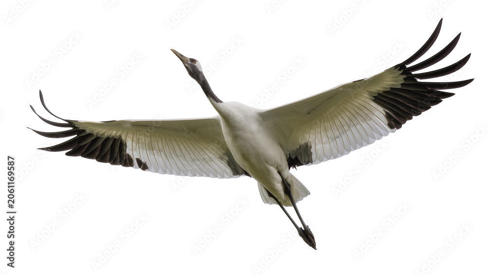 Obraz premium Red-crowned crane bird flying with wings spread wide