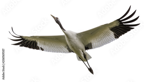 Photos Red-crowned crane bird flying with wings spread wide